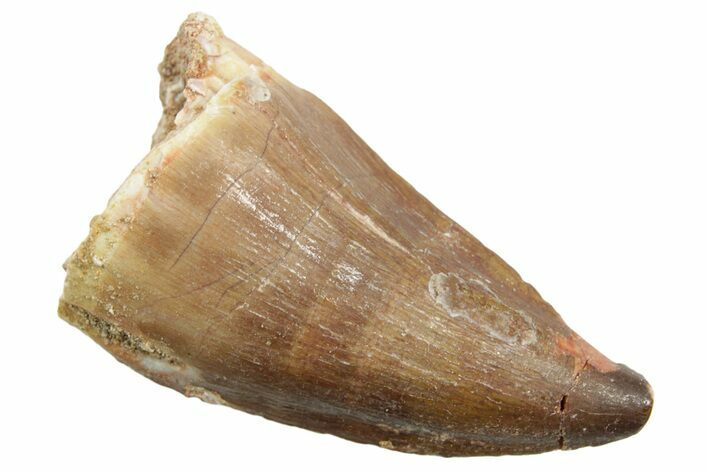 Fossil Mosasaur (Thalassotitan) Tooth - Morocco #364037